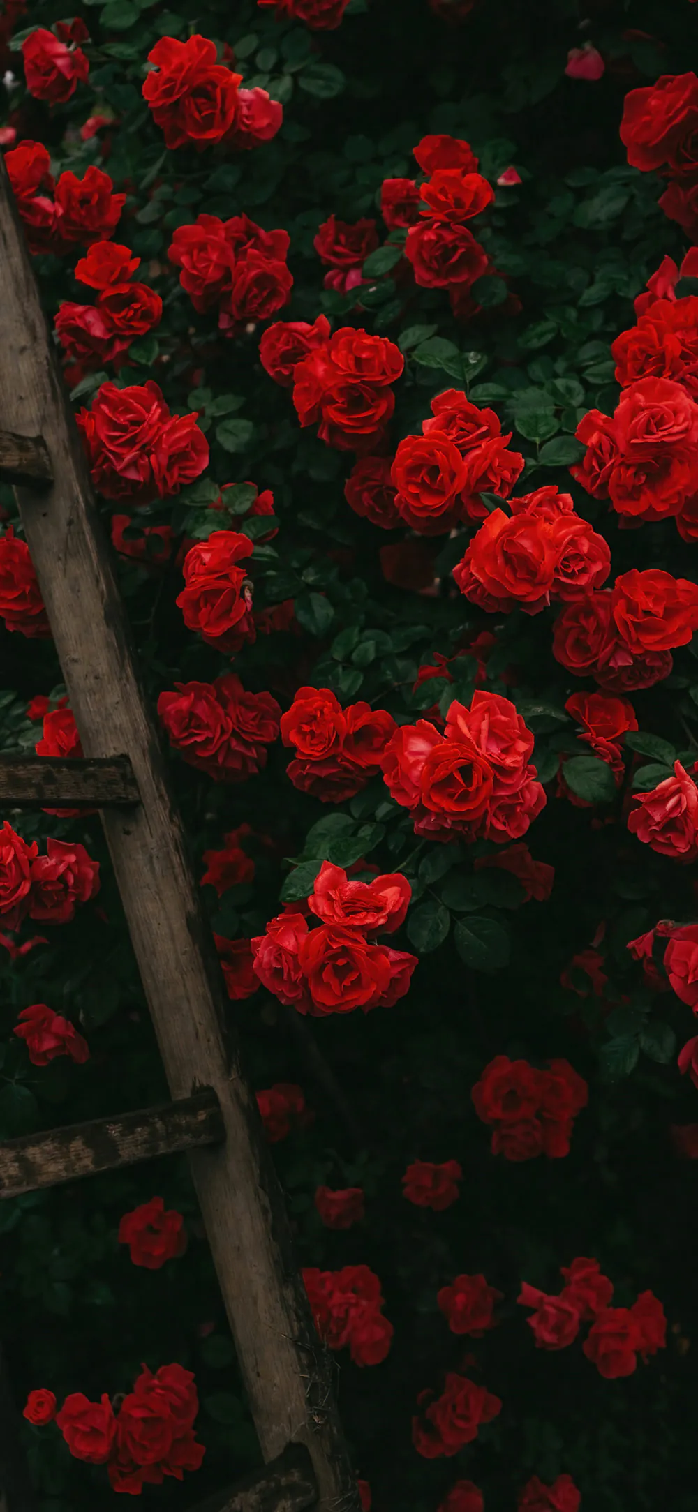 Beautiful Red Rosebush Flowers with Ladder Phone Wallpaper