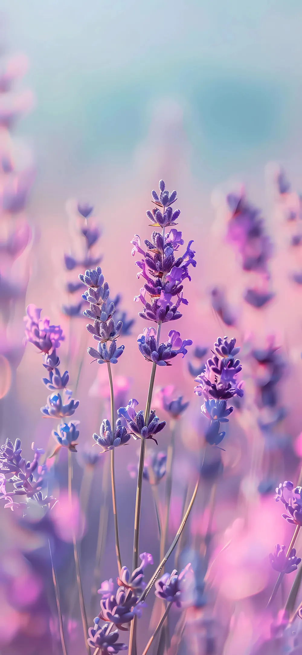 Beautiful Soft Focus Lavender Field Purple Flower Blossom Wallpaper