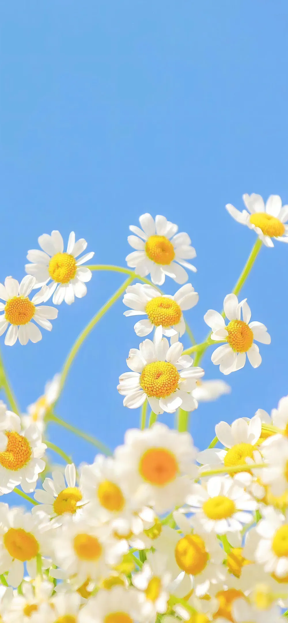 Bright Spring White Daisy Field Flowers Under Clear Blue Sky