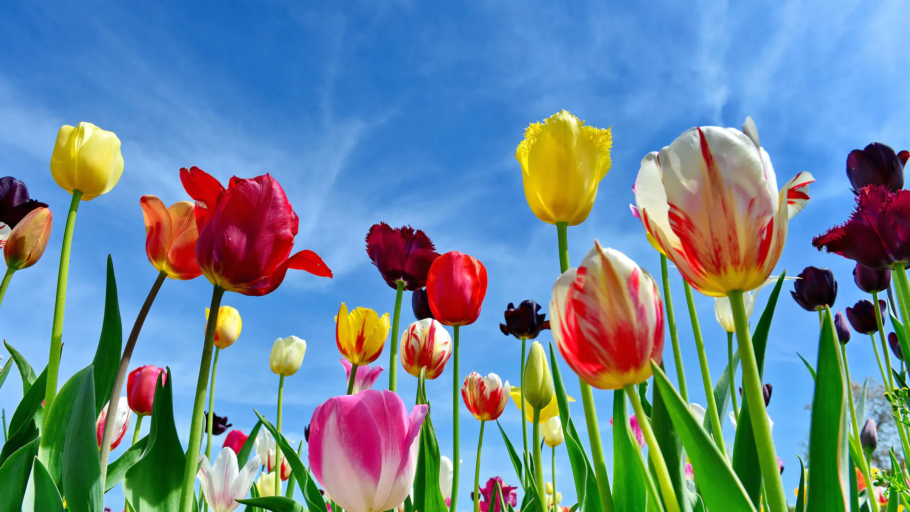 Colorful Blooming Tulip Field with Blue Sky and Clouds Wallpaper