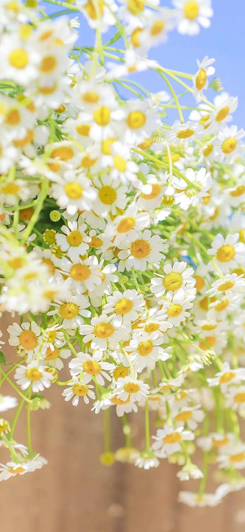 Delicate Abundant Blooms White Flowers Blue Sky Wallpaper