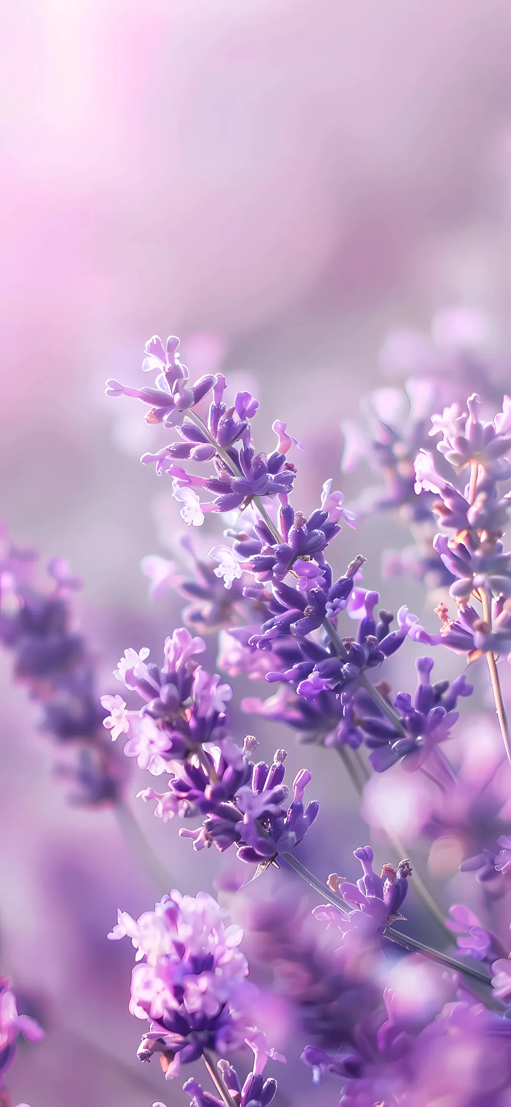 Delicate Lavender Lilac Violet Bloom with Soft Warm Natural Light