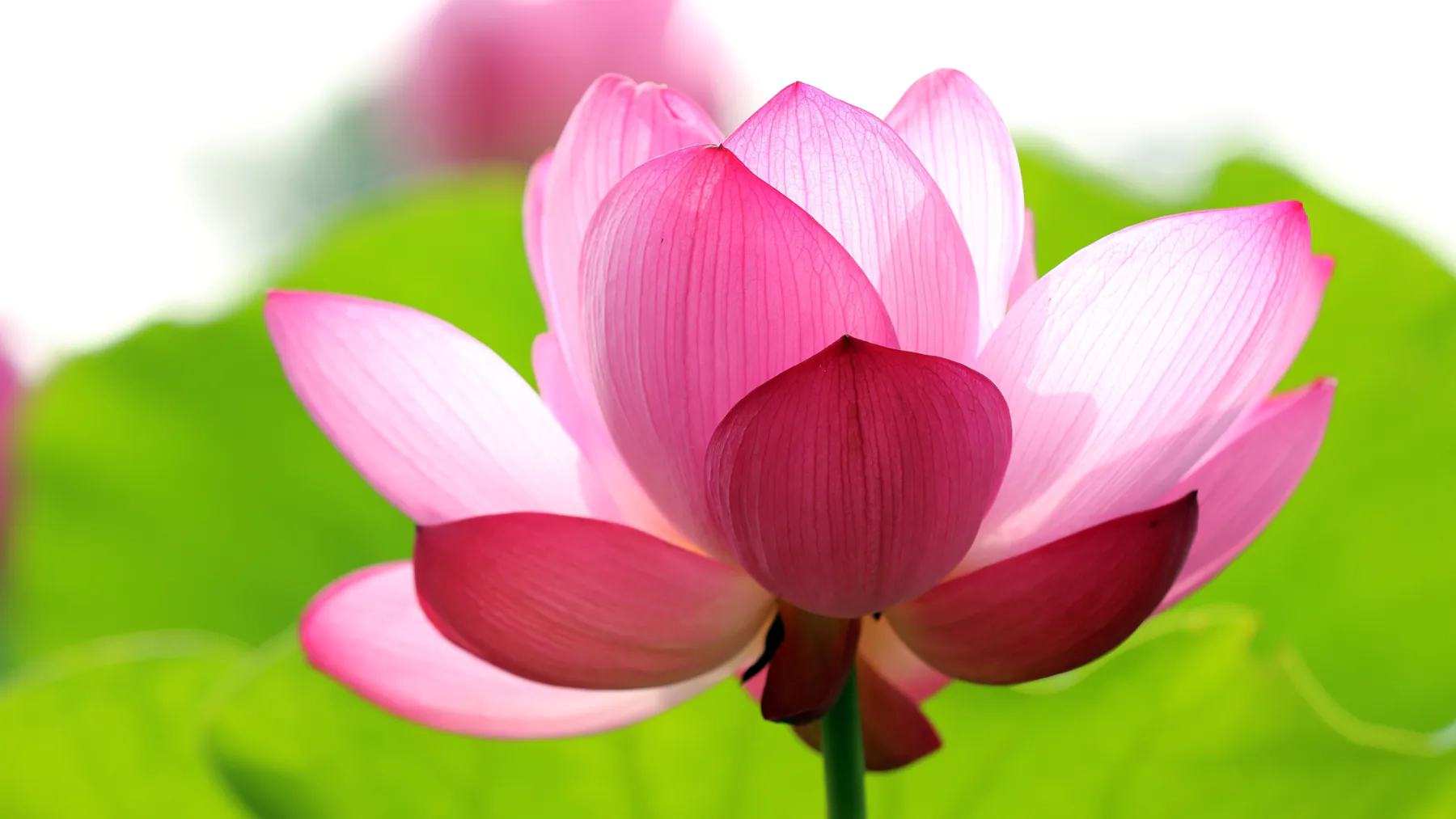 Delicate Pink Lotus Flower in Full Bloom with Soft Petals Wallpaper