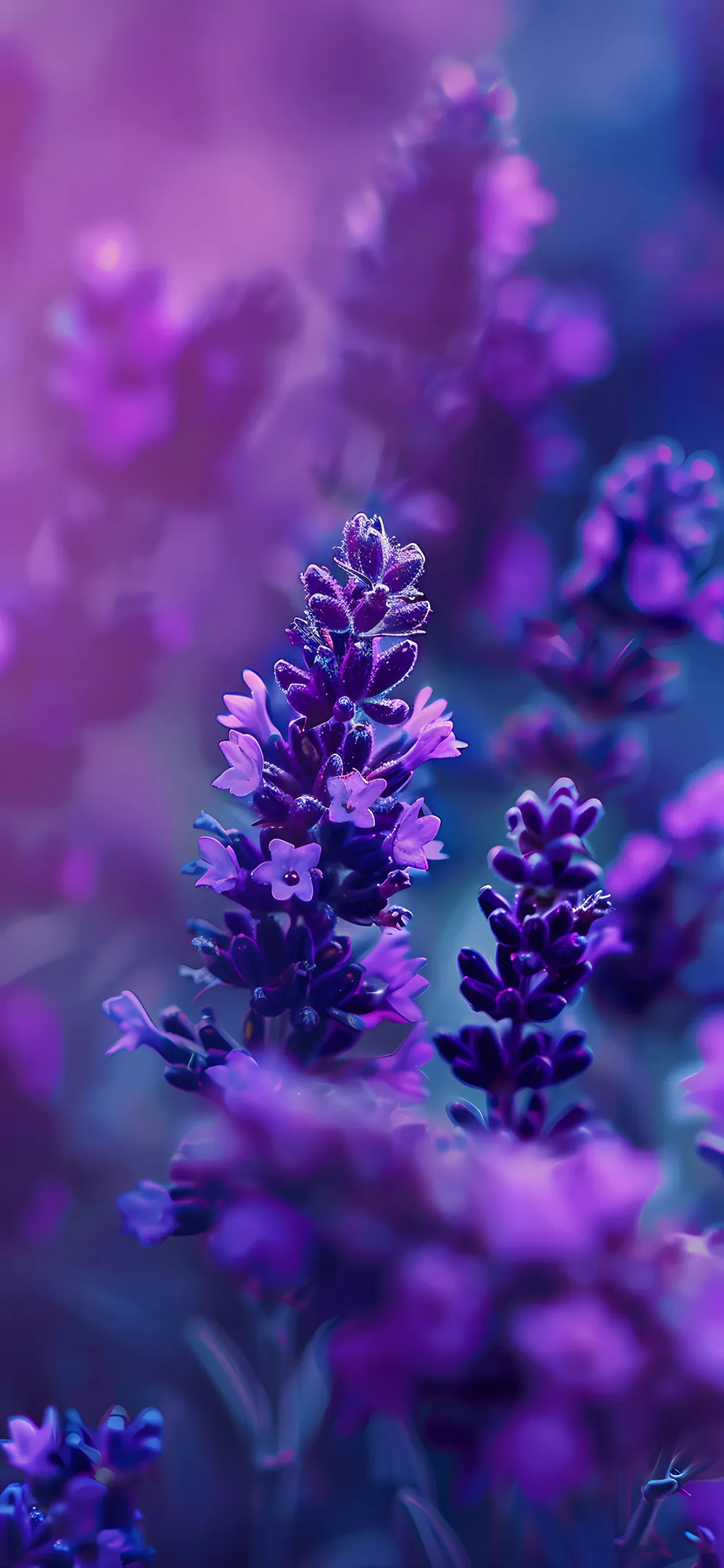 Ethereal Botanical Lavender Blossom with Rich Purple Petals
