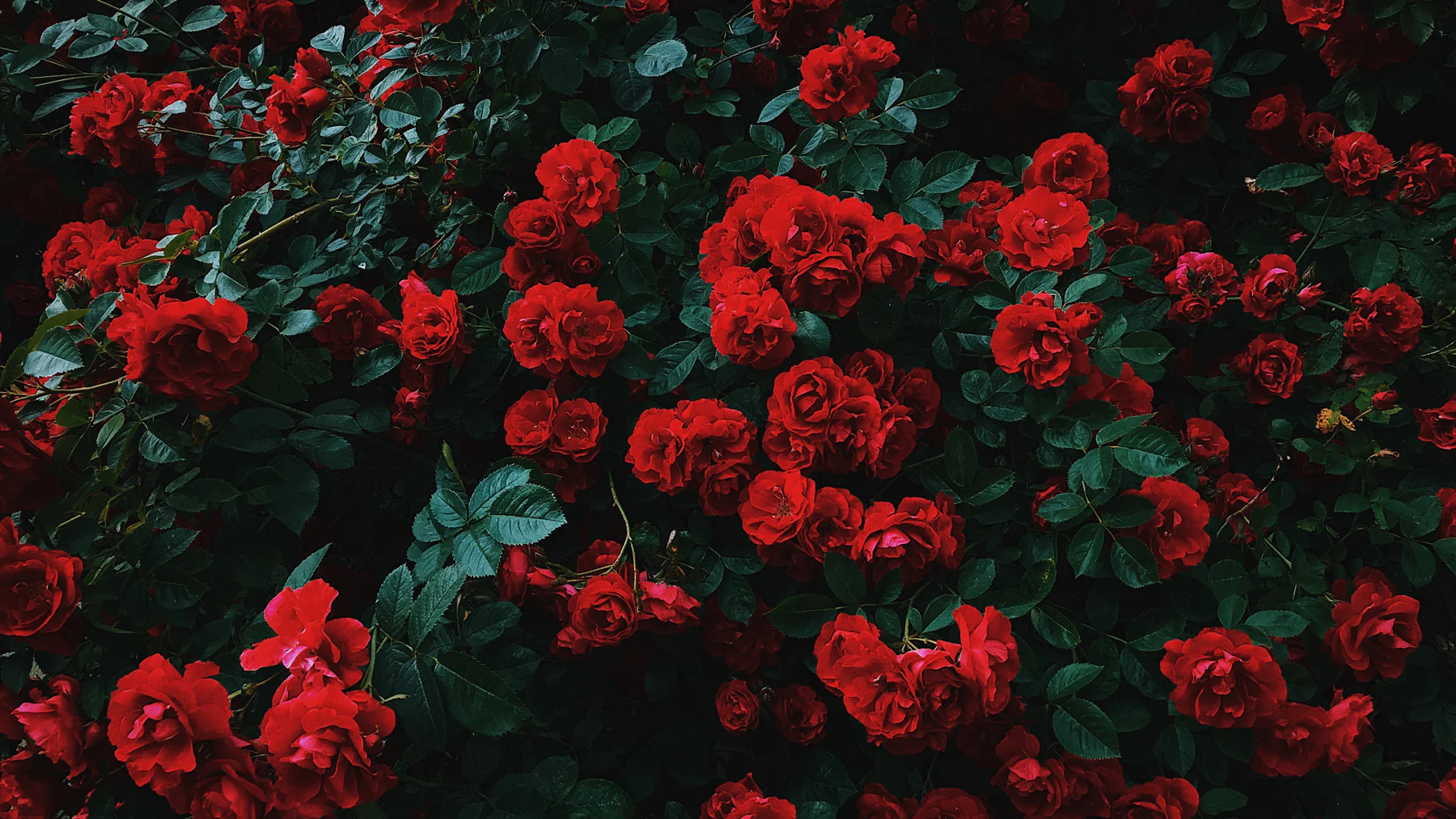 Lush Garden Bloom Red Roses Cluster with Dark Green Foliage
