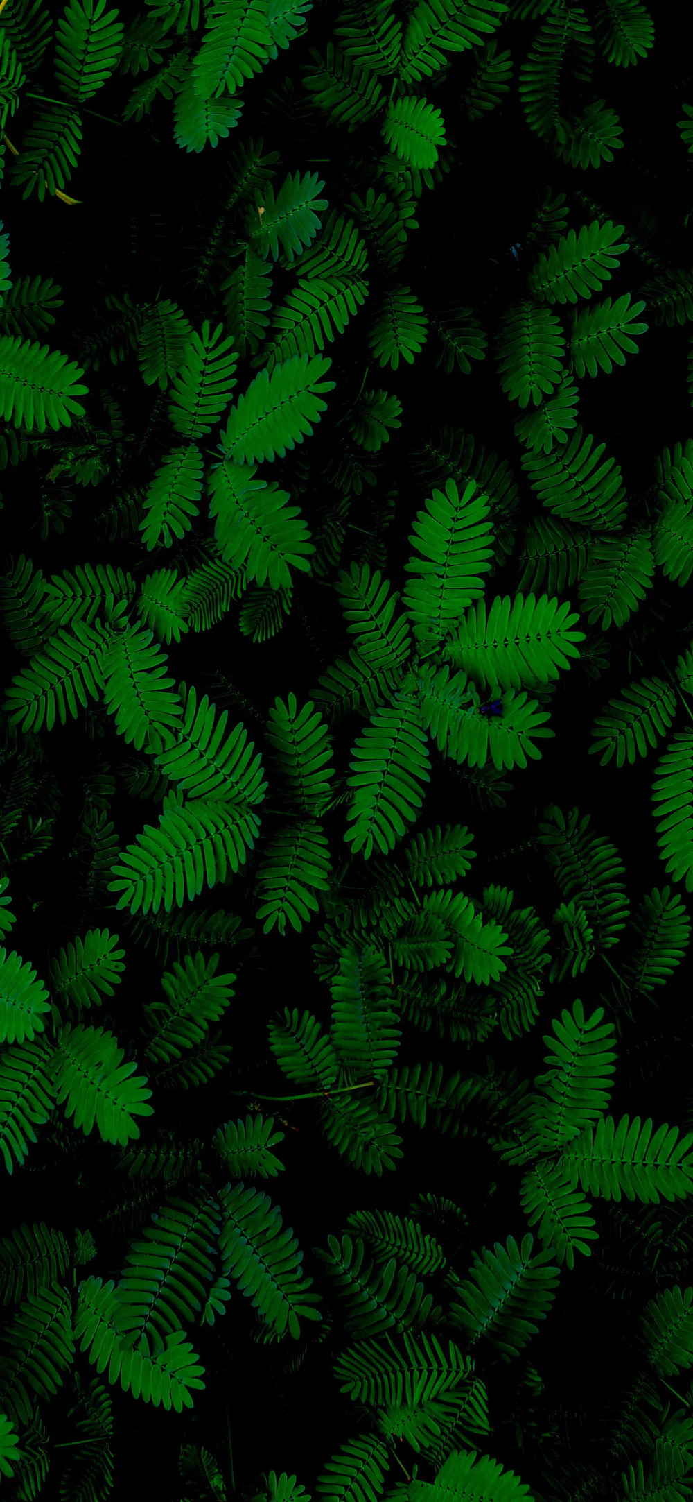 Lush Green Fern Leaves Botanical Aesthetic Greenery Wallpaper