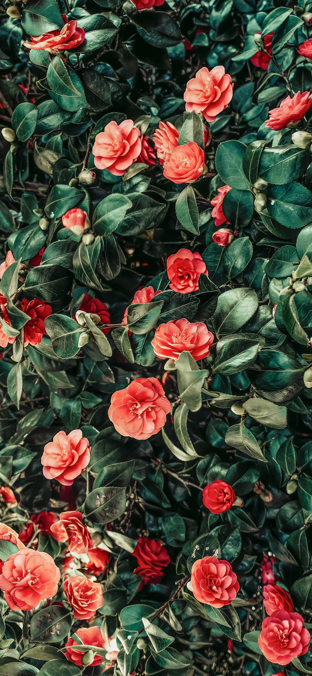Lush Petals Green Leaves Camellia Floral Botanical Wallpaper