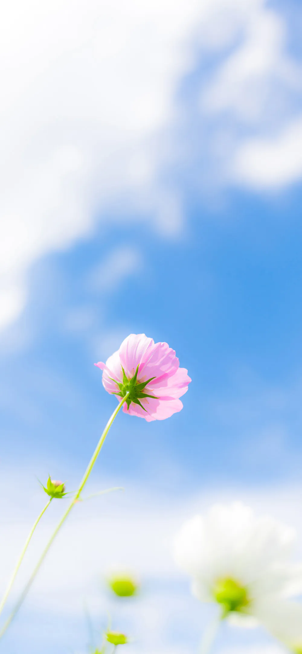 Minimal Sunny Day Pink Flower Blue Sky and Clouds Wallpaper