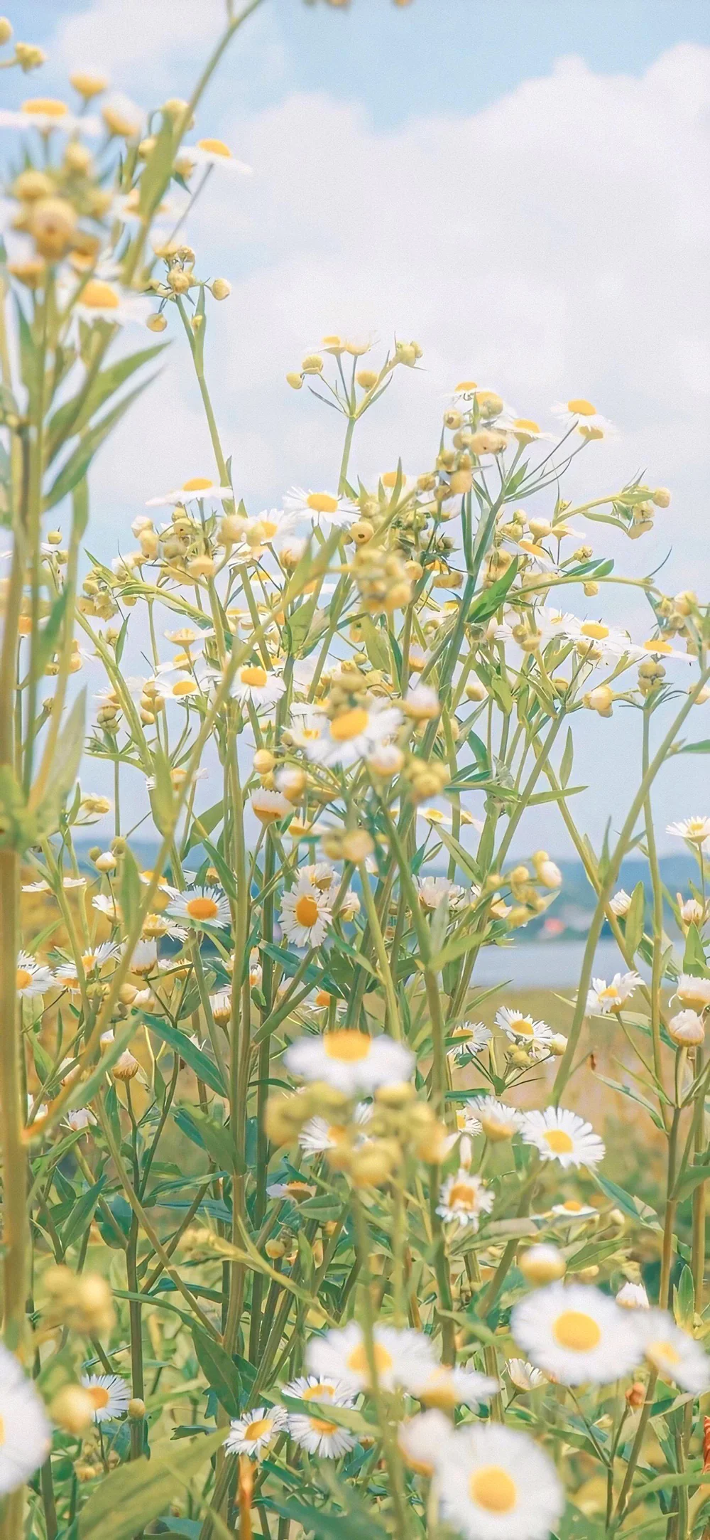 Pastel Wildflower Meadow Warm Glow Outdoor Scene Wallpaper