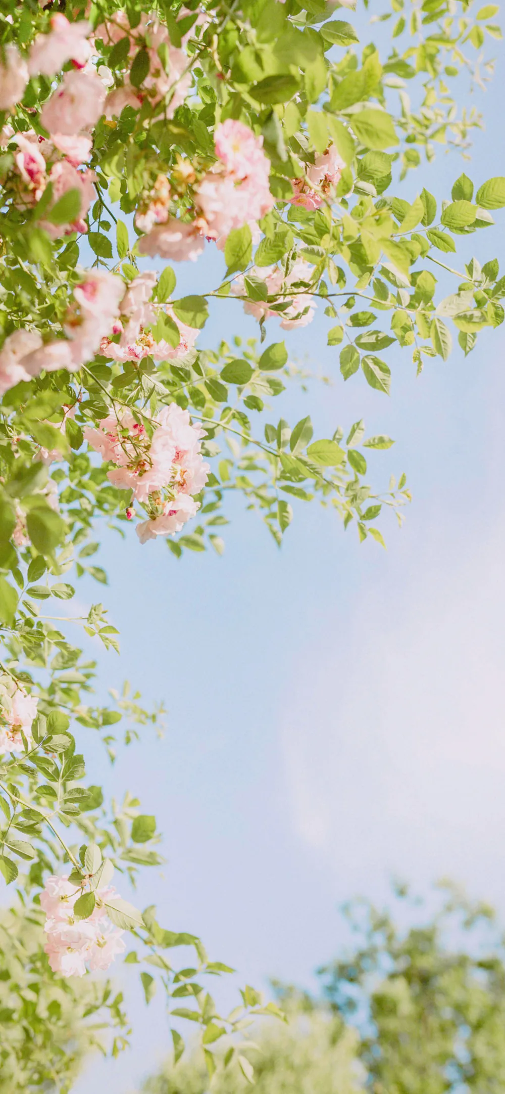 Pink Flowers and Green Leaves Clear Blue Sky Botanical Wallpaper