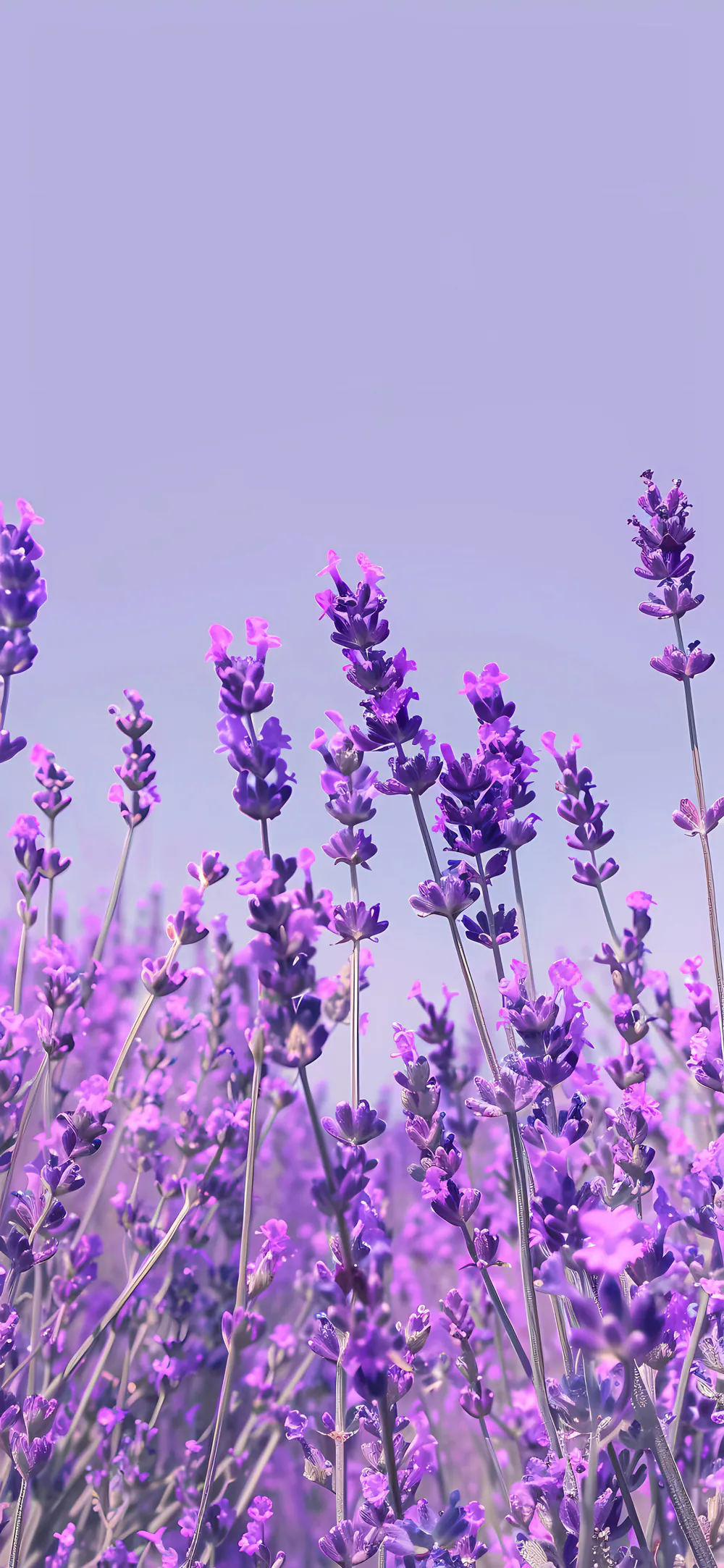 Romantic Violet Field in Full Bloom Lavender Lilac Flowers Wallpaper
