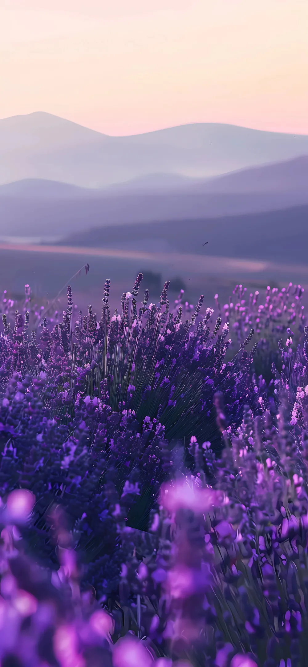 Scenic Lavender Field Blooming Purple Flowers Under Pastel Sky
