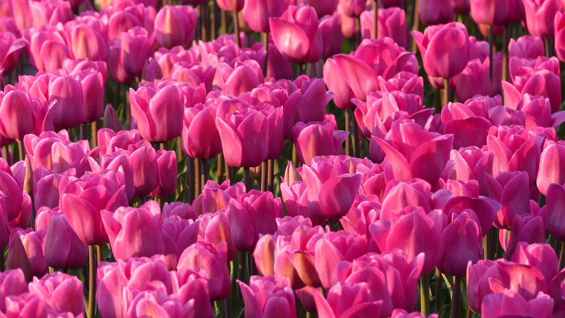 Serene Garden Of Blooming Pink Tulips in Warm Spring Light