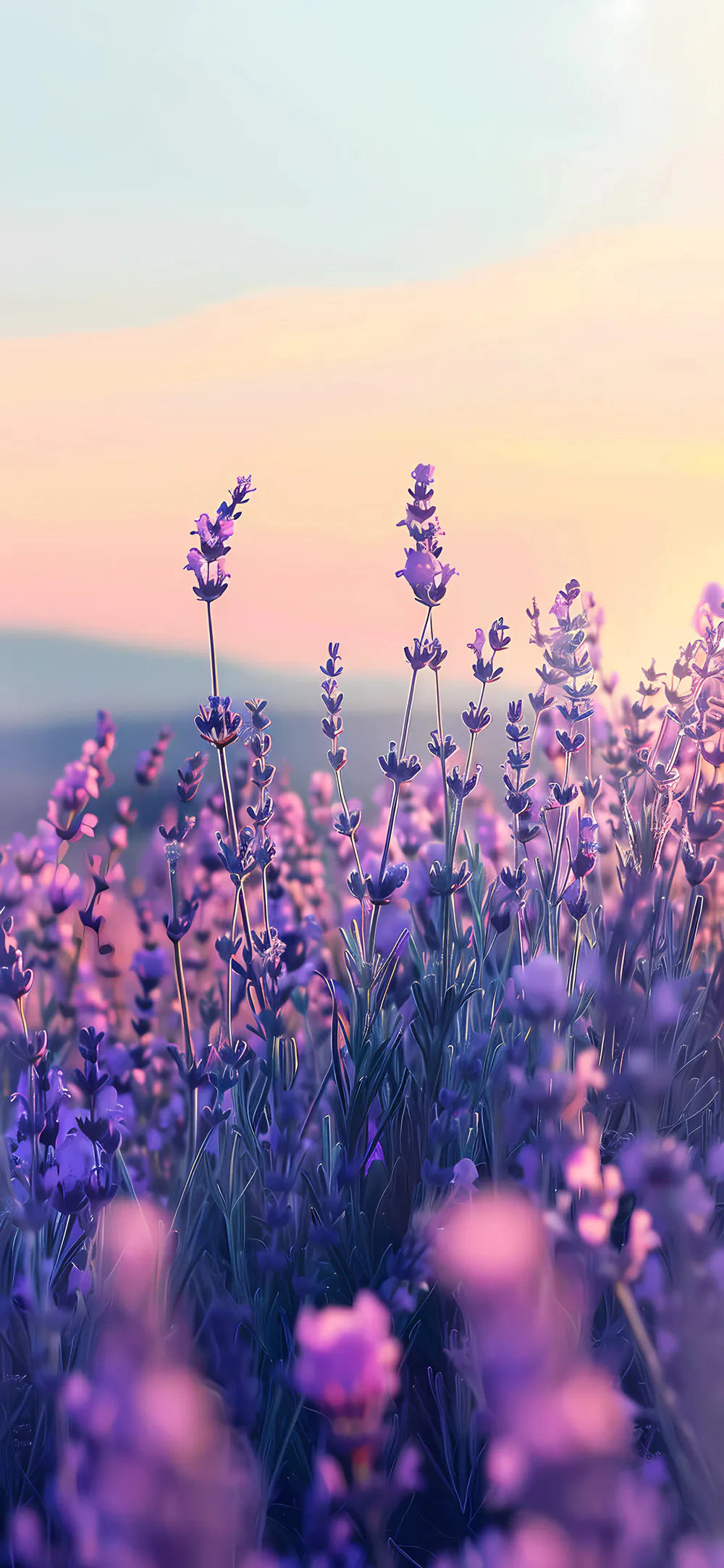 Serene Lavender Field with Purple Blossoms an Pastel Sky Wallpaper