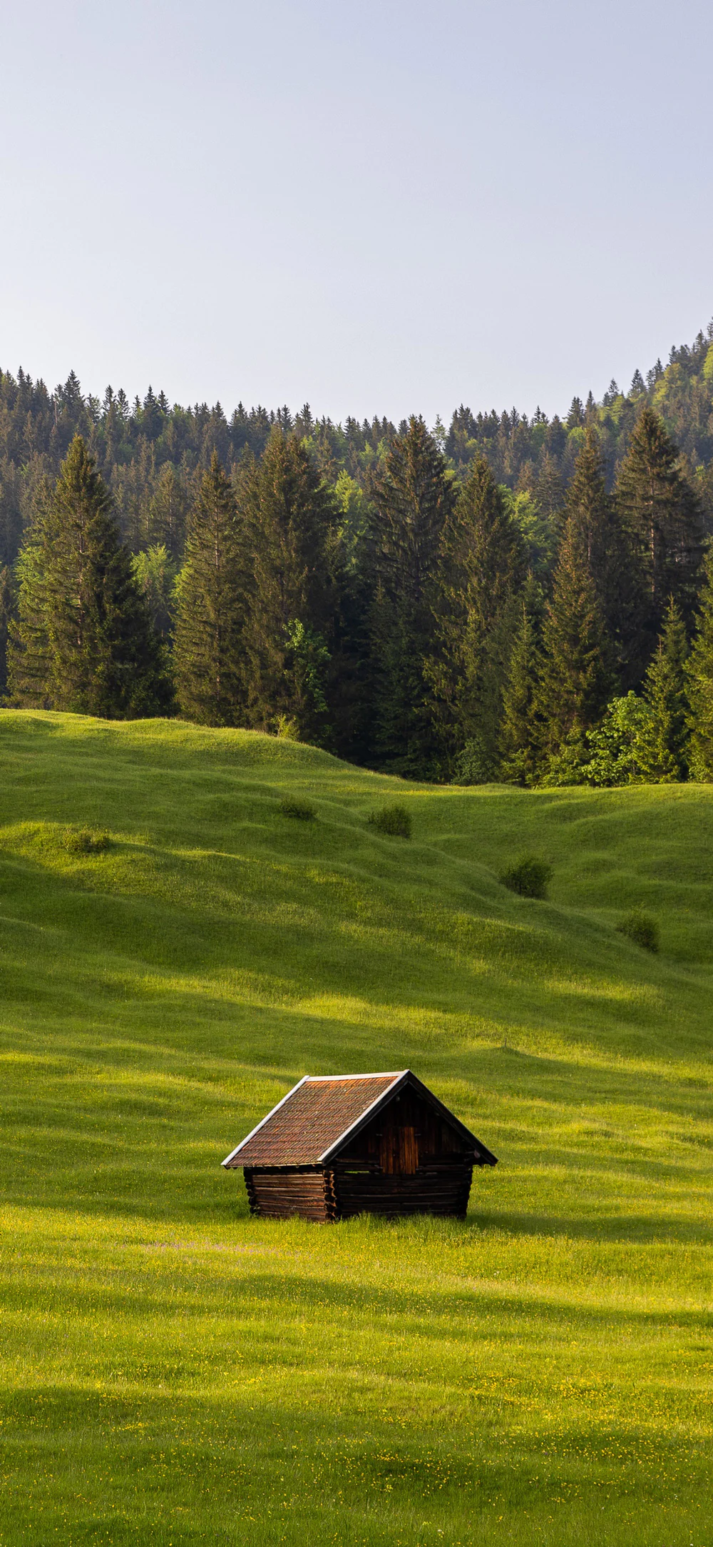 Serene Nature Scene with Pine Trees and Solitary Wooden Cabin
