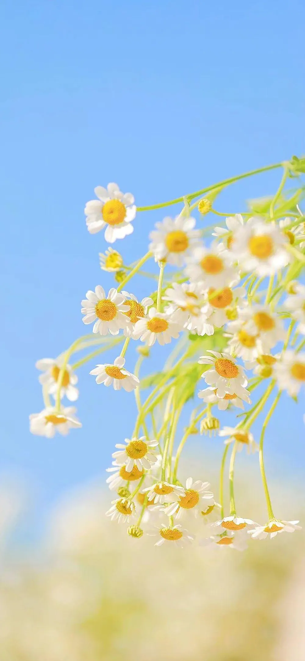 Soft Bloom White Daisy Wildflower Botanical Phone Wallpaper