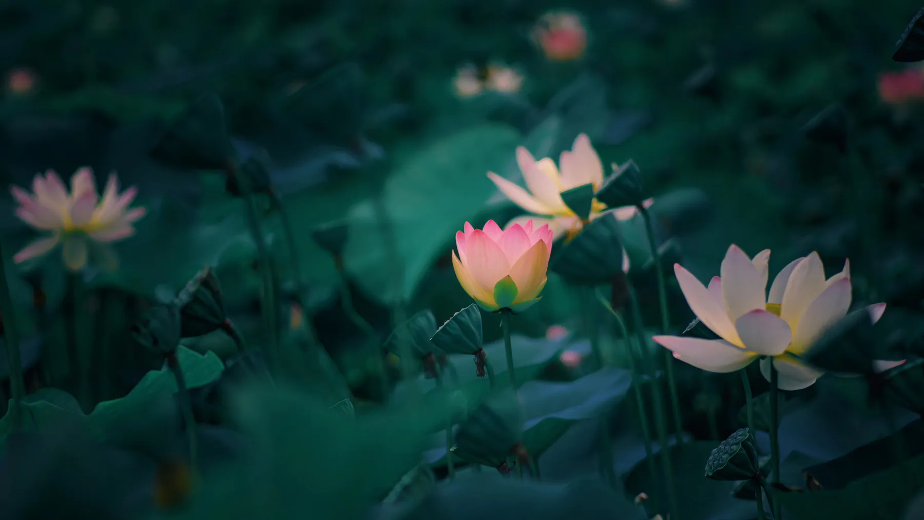 Soft Lighting Twilight Peaceful Lotus Pond Bloom Flower Wallpaper