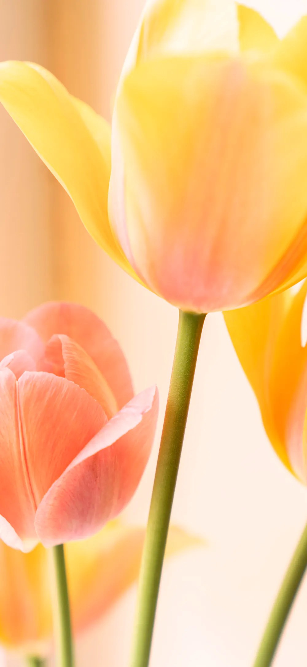 Soft Yellow Tulips in Warm Light Pastel Spring Flower Wallpaper