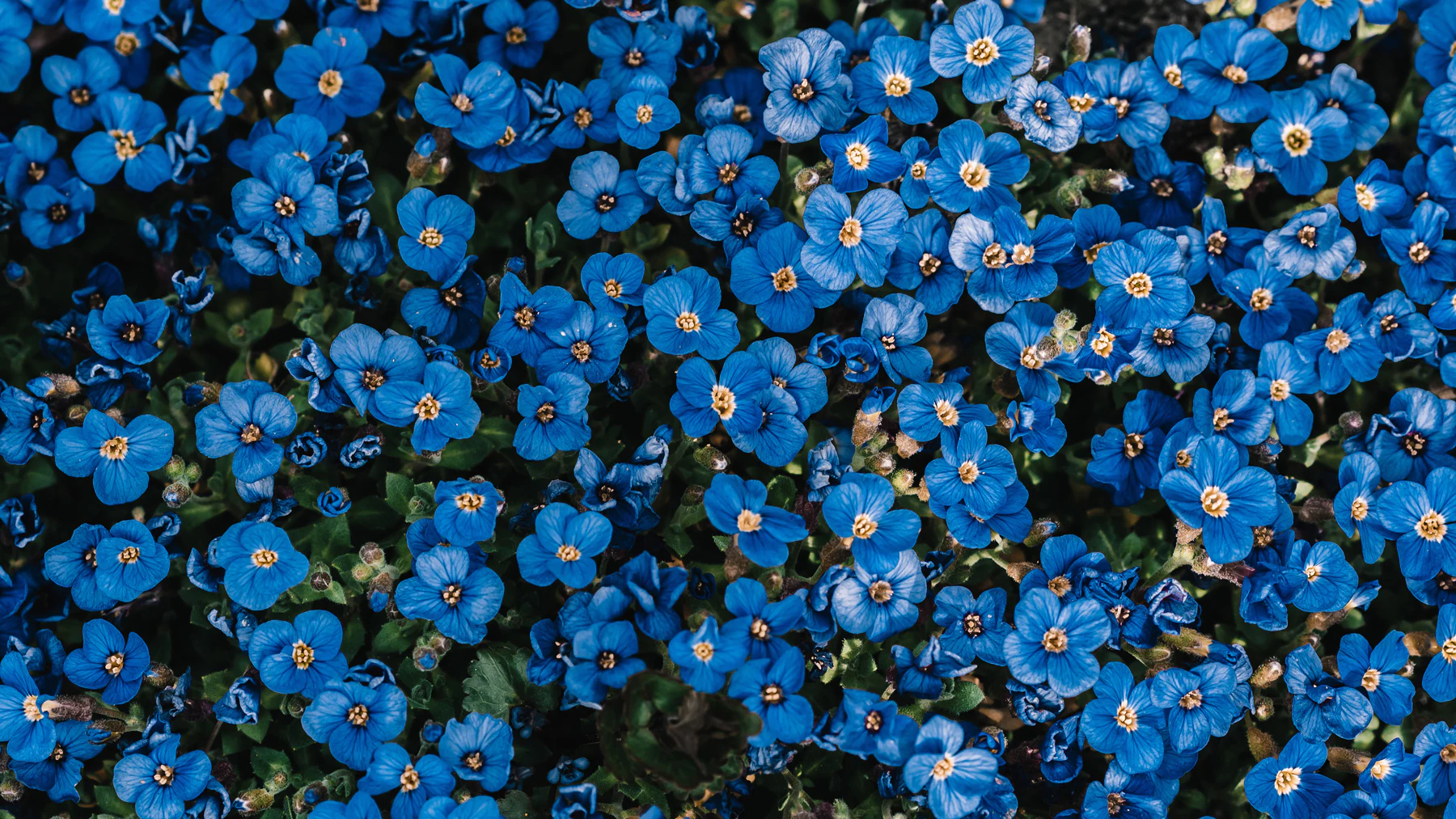 Spring Garden Vibrant Blue Flowers Nature Botanical Wallpaper