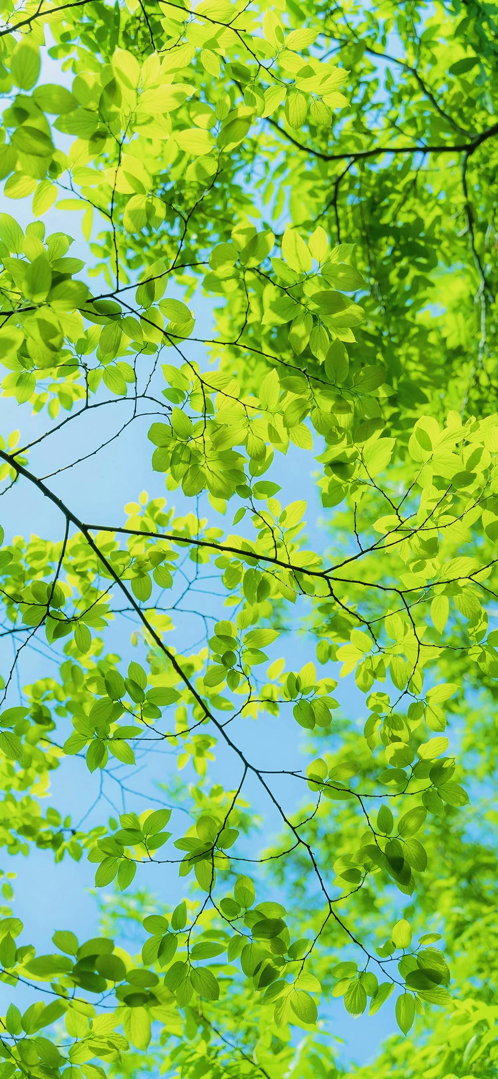 Sunlight Through Lush Green Leaves with Blue Sky Wallpaper
