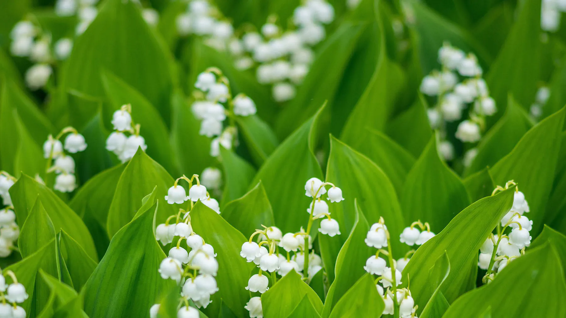 Tranquil Light Green Leaves and Delicate Flowers Spring Wallpaper