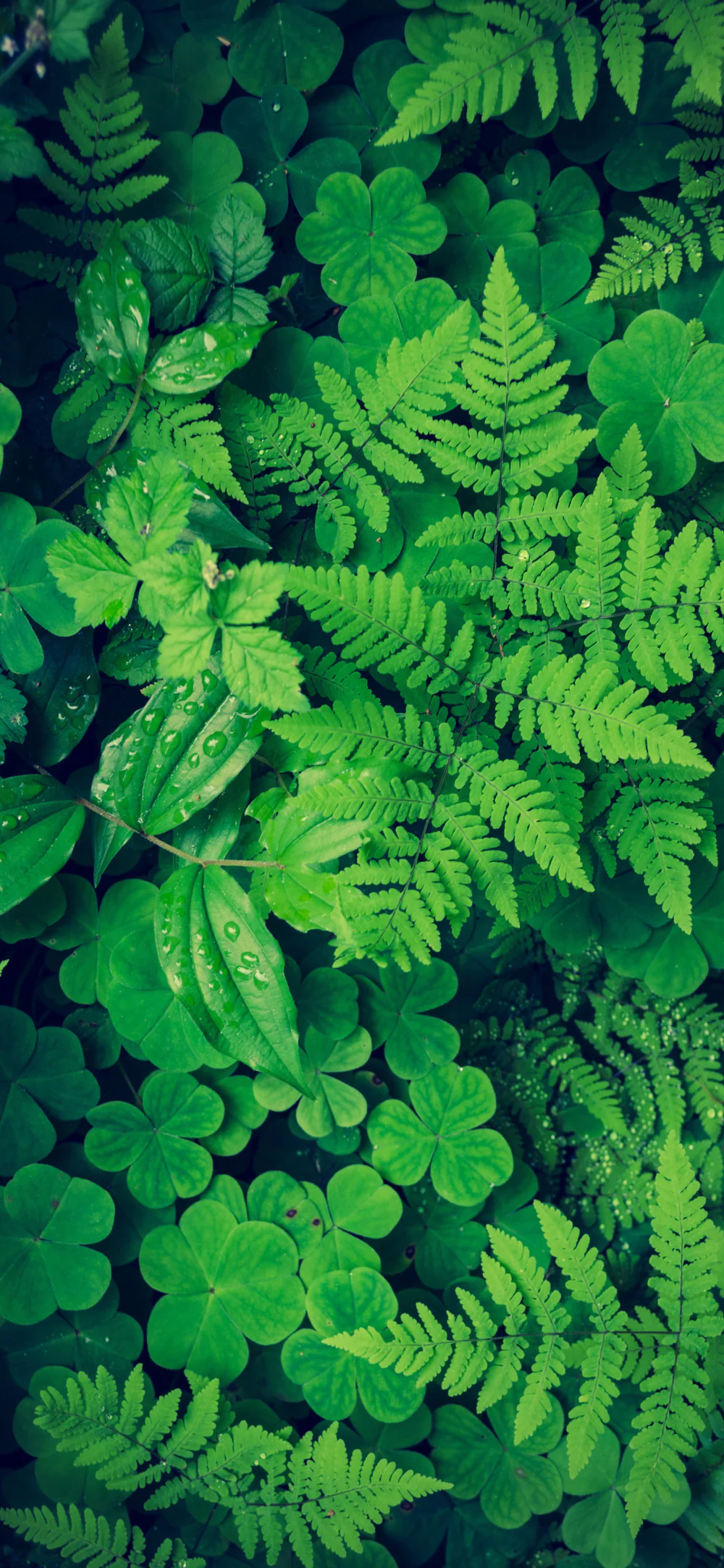 Vibrant Fern Leaves and Clover in Natural Light Organic Green Wallpaper