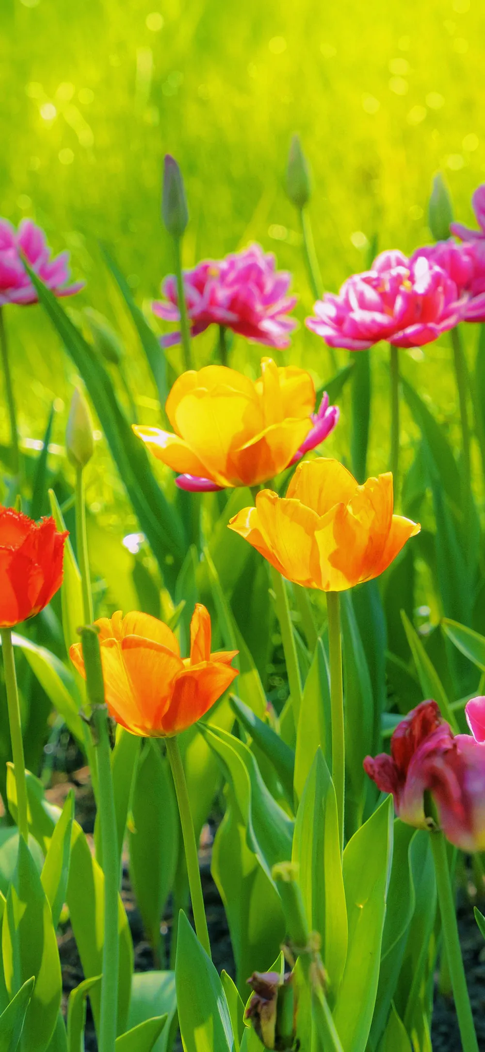 Vibrant Spring Tulip Garden in Full Bloom Colorful Flowers Wallpaper