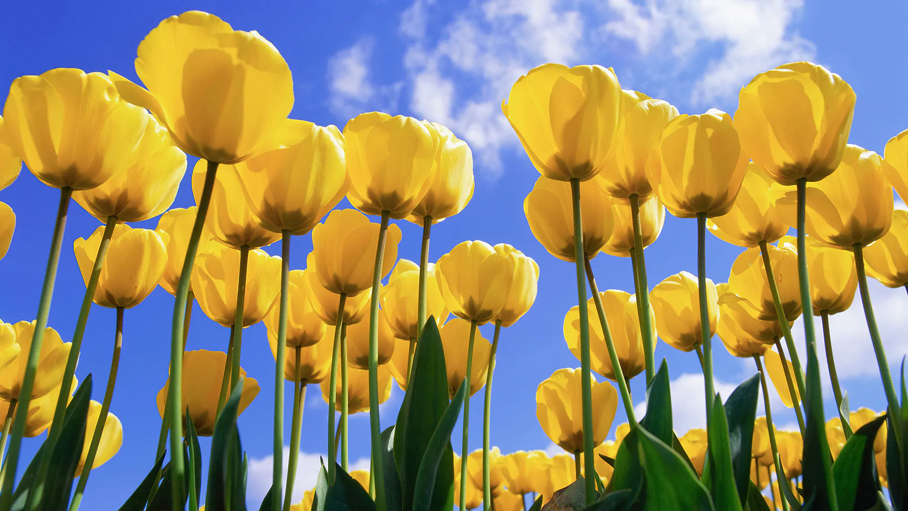 Vibrant Spring Yellow Tulips with Blue Sky and Soft Clouds Wallpaper